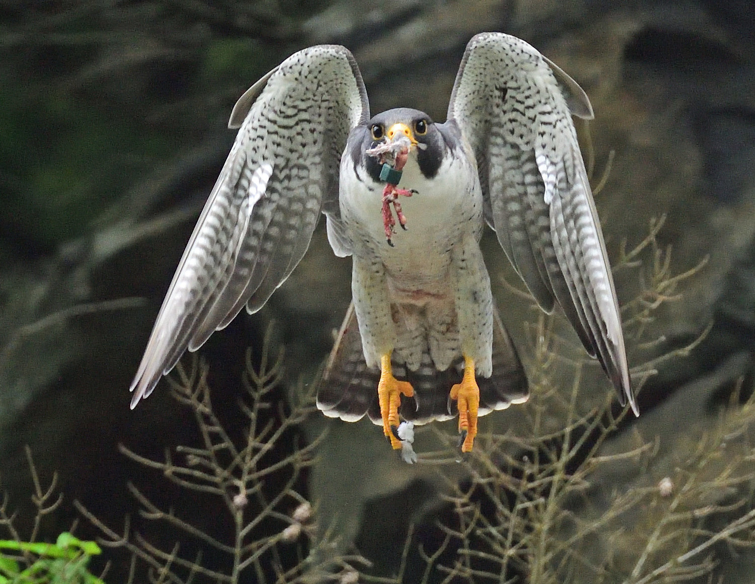 This adult peregrine had left its perch with the remnants of a couple of prey items flown around to entice the young. Sticking out if its bill is a foot with a leg band attached to it. It probably belonged to a pigeon. During this time, adults will bring prey items to a ledge away from the young are and then start eating. This may entice a young to fly over to the adult’s location in order to partake.